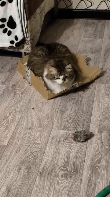 Кукуха поехала у Кнопы😁😼