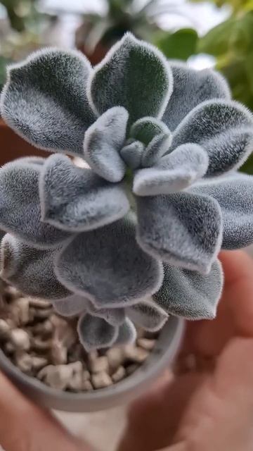 Эхеверия " setosa super white " 😍♥️!