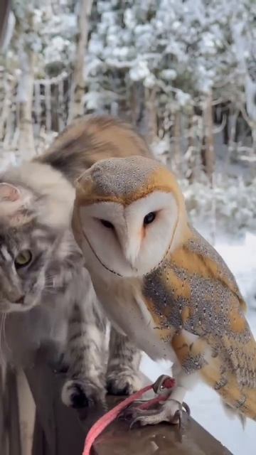 Котейка и сова 🦉🥰😻😉☺️