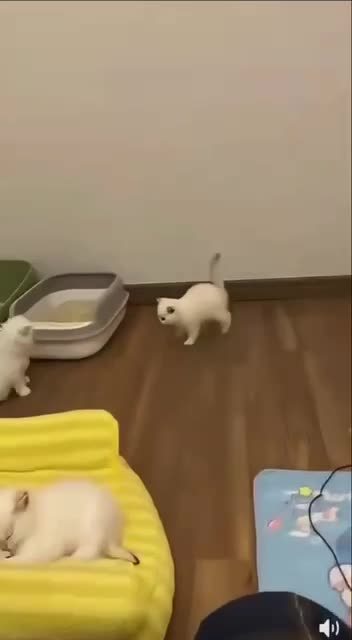 Конкурс синхронистов🤔😻