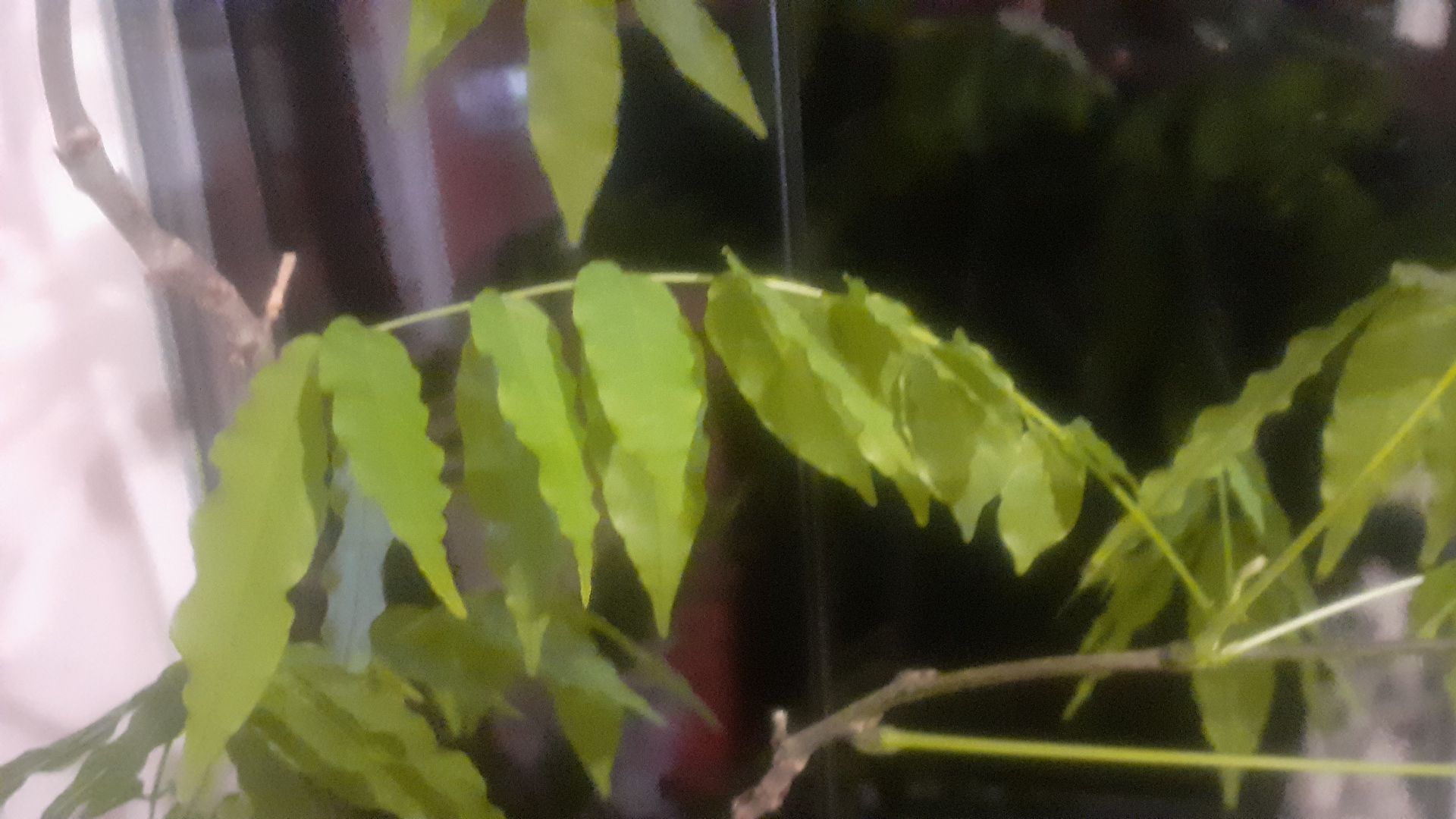 25.12.2026 Что делать с глицинией?