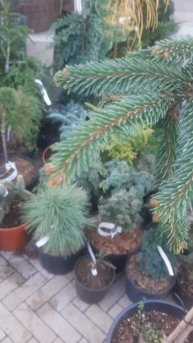 ❤🌲Ель обыкновенная Инверса пендула на штамбе
✔Продажа растений в телеграм канале:
https://t.me/love