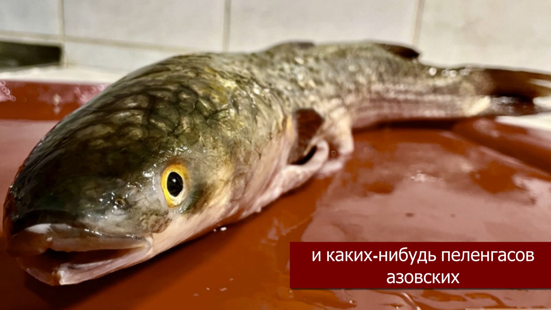 "Что насчет рыбы?": о рождественском посте, азовских пеленгасах и благодарности Богу