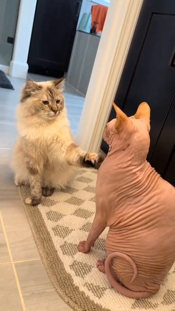 Брат, что они с тобой сделали? Где твоя одежда?😱