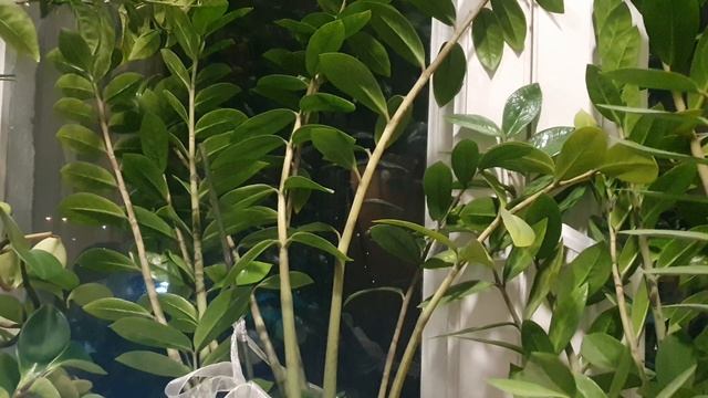 Милый город