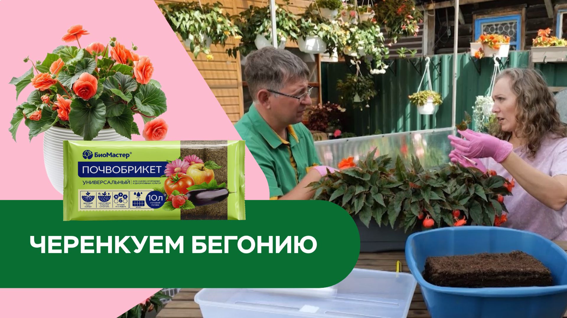 Черенкуем бегонию