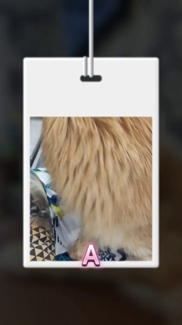 Лентяй #cat #котофейка #мейнкун #котики #коты #видосыоткота #мейкун #кот #лень #лентяй #шутки #юмор