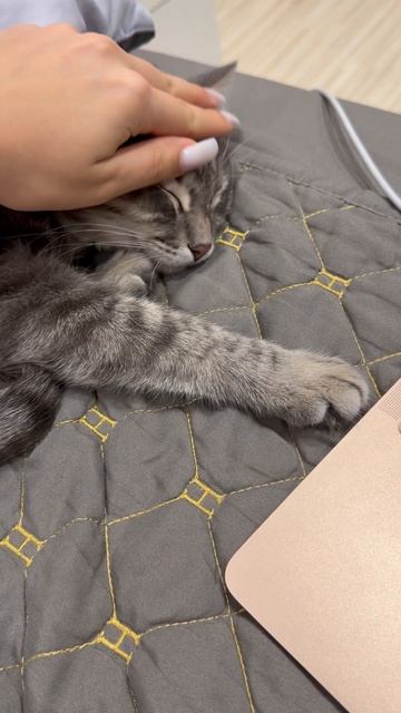 Мило спящий котик 🐱