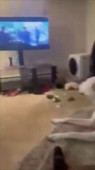 Собака против курицы безумная погоня во дворе!