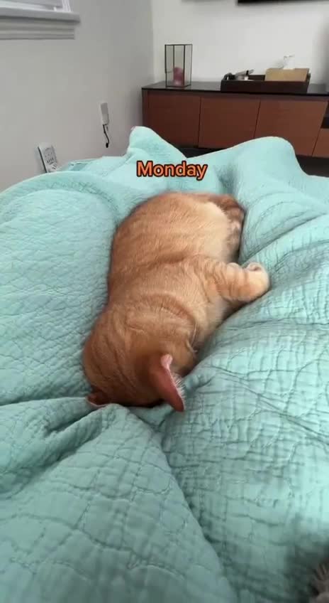 Учим английский язык ✌️😻