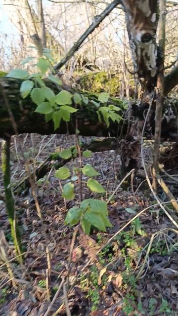 Три в одном | зимние опята и другие грибы на одном дереве