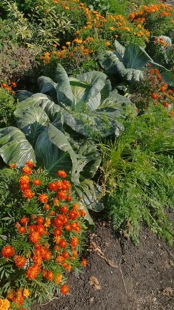 Капуста Мензания супер урожай в деревенском огороде!