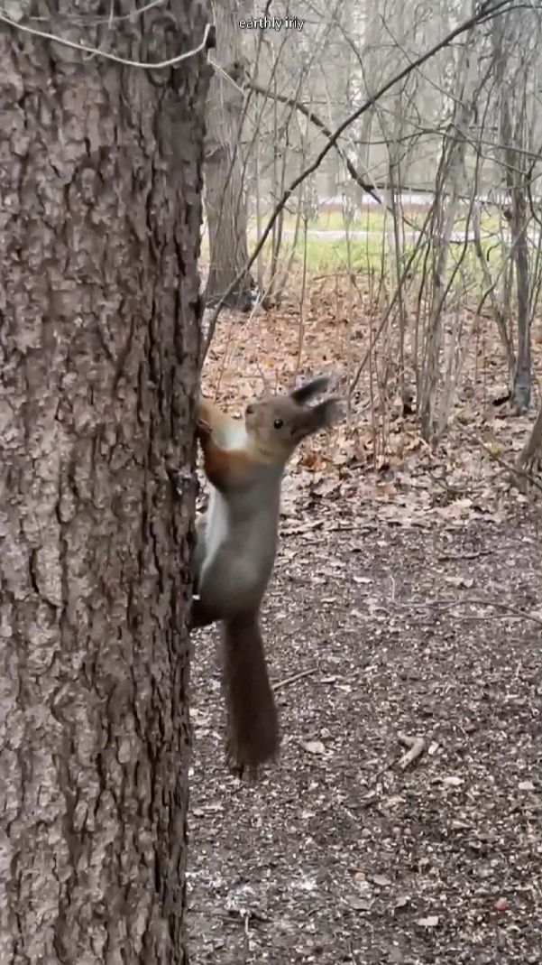 Новый сбор орехов #земнойирий #природа #парк #белочки #белки #животные