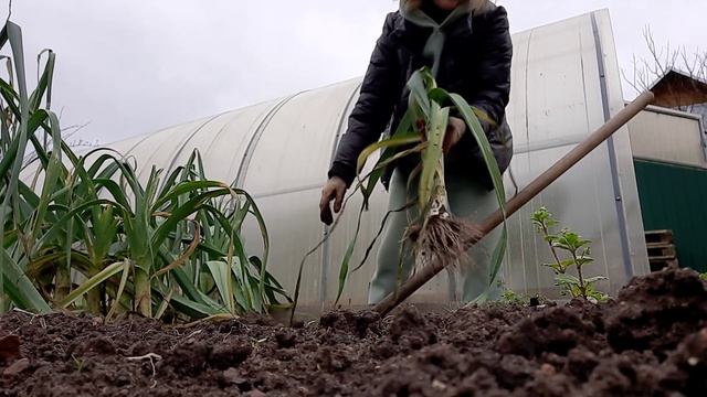 Закрываю садово - огородный сезон 2025 года.