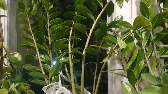 Всё думки...думки...