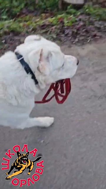 #буднивоспитанныхсобак Онлайн встреча 27.11. Подробности в описании