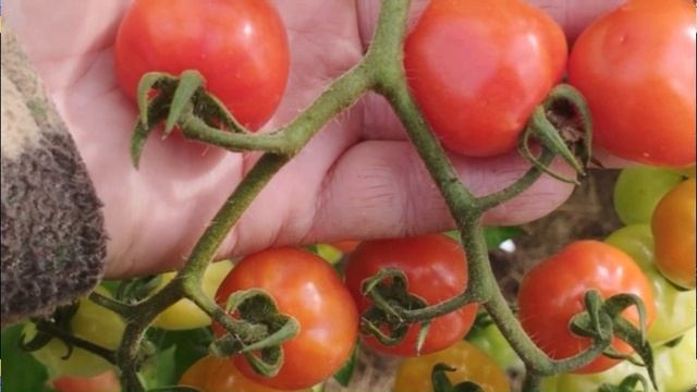 Каталог томатов на 2026 год. Часть 8. г . Киров т. 89229284031