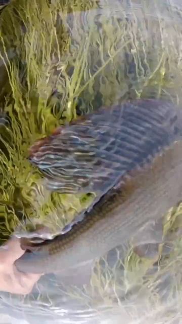 Хариус - красивая рыба