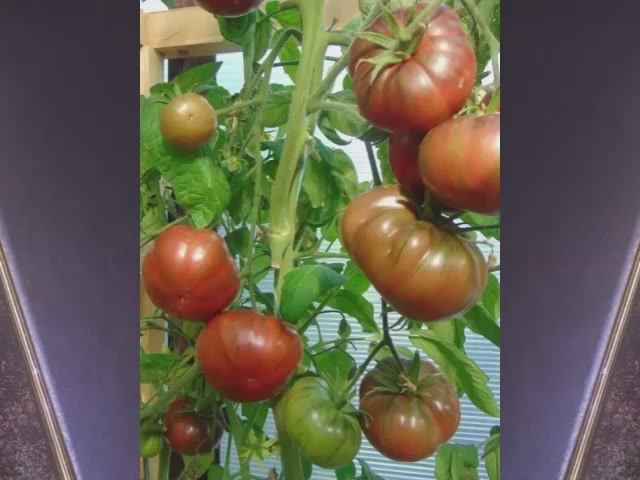 Каталог томатов - Новинок 2025 года. Часть 6. г. Киров    т. 89229284031