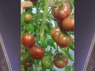 Каталог томатов - Новинок 2025 года. Часть 6. г. Киров т. 89229284031