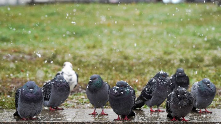 Гидрометцентр РФ: в Москве выпадет до 3 см снега
