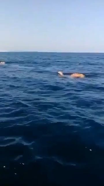 🐪 В Индии, в Качском заливе, верблюды породы каччи — отличные пловцы.