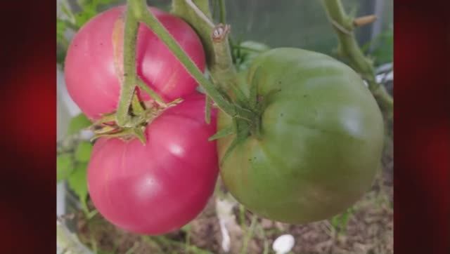 Каталог томатов на 2026 год. Часть 17. г. Киров. т. 89229284031