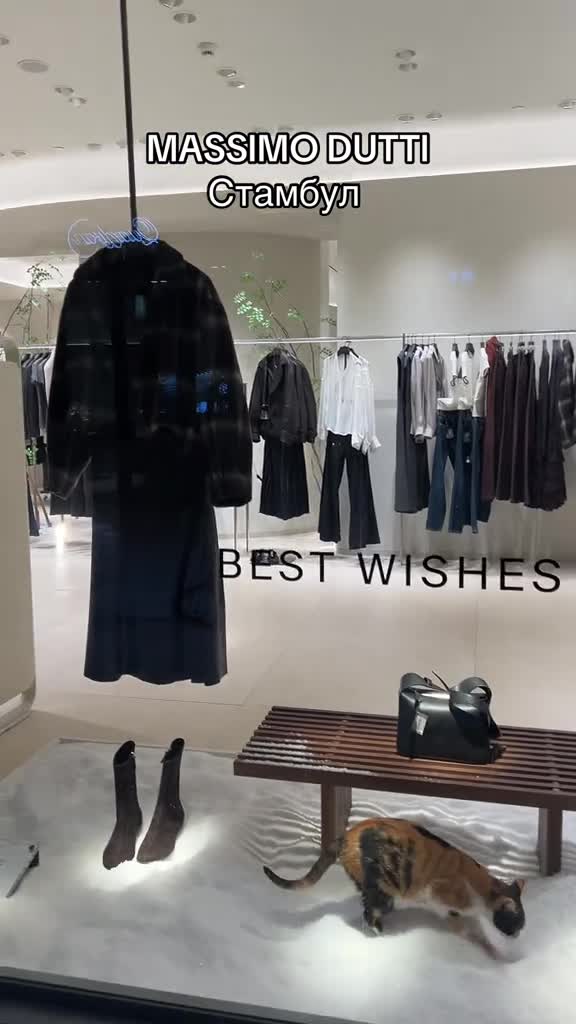 #вирусныешутки #смешнаяжизнь #catwhisperer #catdaddy #вирусныевидео #смеяться #фанфакты #тренды