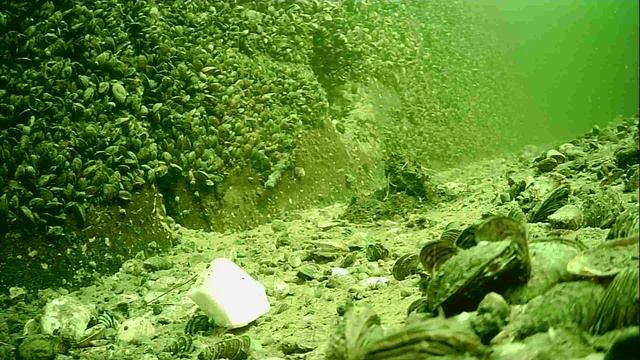 1000004926.mp4Волга гл.5м.25.11.2025г.