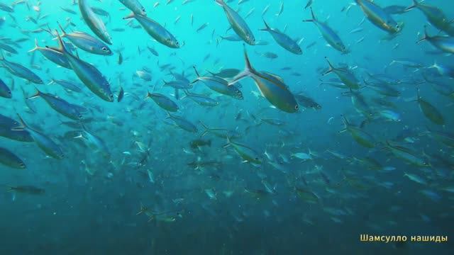 #Коран#АнНисаъ#СамыеКрасивыеМеста#Relaxation##Islam#Quran#AnNisa'#Minshawiy #4кВидео#10часть#