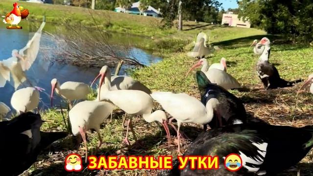 Забавные утки мускусные и пекинские на свободном выгуле со своими друзьями ч.(295) ❣️🤗😂