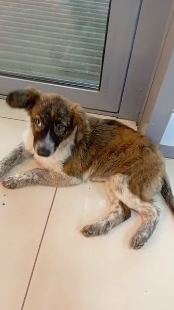 Щенок ищет дом