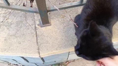 Ласковая кошечка🐈⬛Любит внимание😻