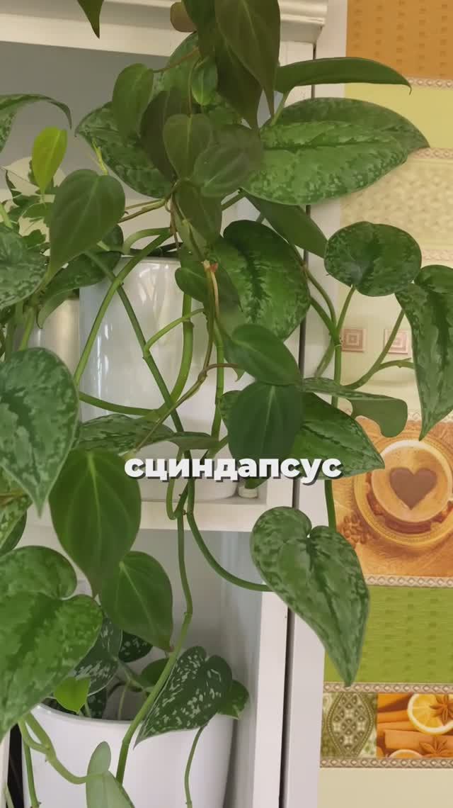 Сцинсапсус инструкция по применению 💚