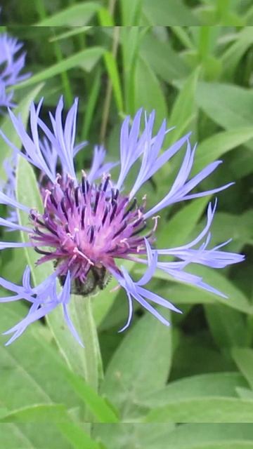 Шмель собирает нектар на цветах