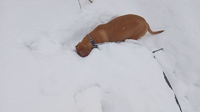 1000009242.mp4 Ищем мышей