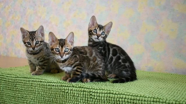 бенгальские котята