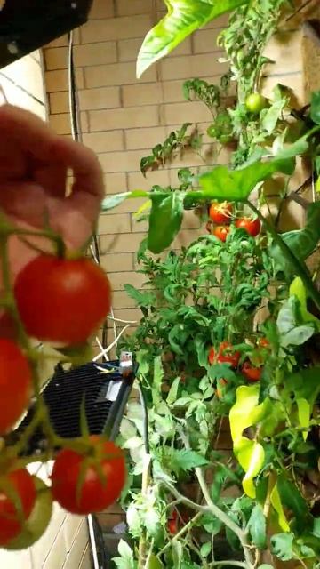 Помидоры в зимнем саду