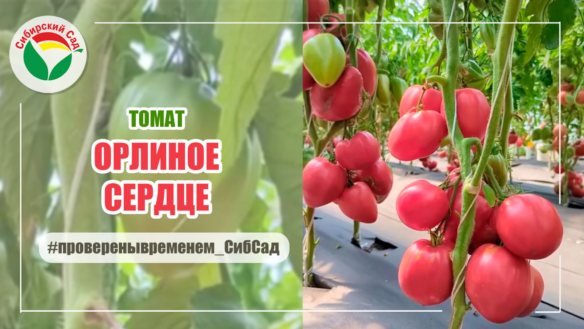 Томат Орлиное сердце