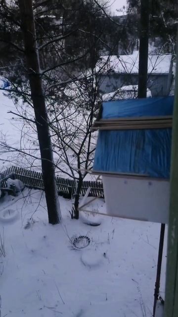 Милашка 🤗 #природа #красота #птицы #кормушка #синичка