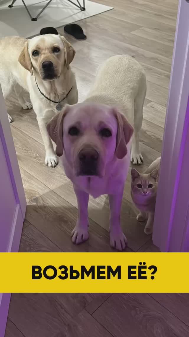 Совместная прогулка 🐱🐶🐶