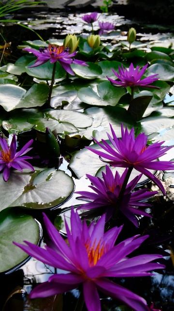 Нимфея сорта Detective Erika победительница 2016 года. 2 зимовки в  в Ростове-на-Дону