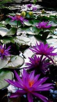 Нимфея сорта Detective Erika победительница 2016 года. 2 зимовки в в Ростове-на-Дону