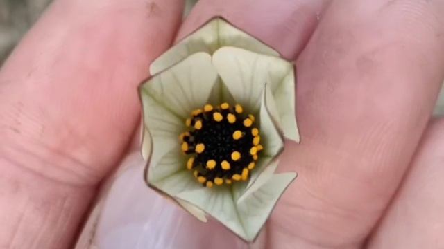 Членики Криноидеи (морской лилии) 
🔥🔥🔥