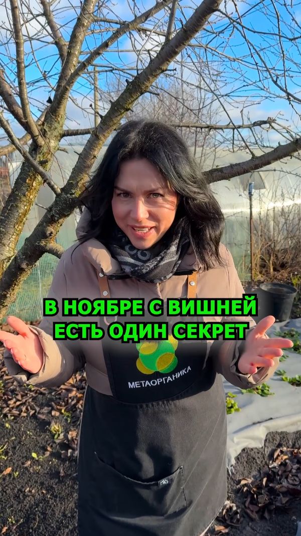 У вишни в ноябре есть один секрет, о котором знают только опытные садоводы.