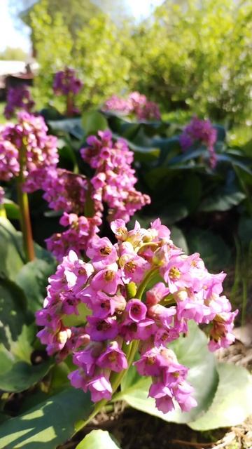 Цветёт бадан