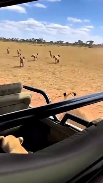Львица подкидывает своего детеныша туристам!