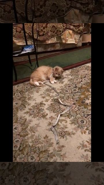 Санкт-Петербург. 26.11.2025. Поводок котенку Персику не нравится 😻