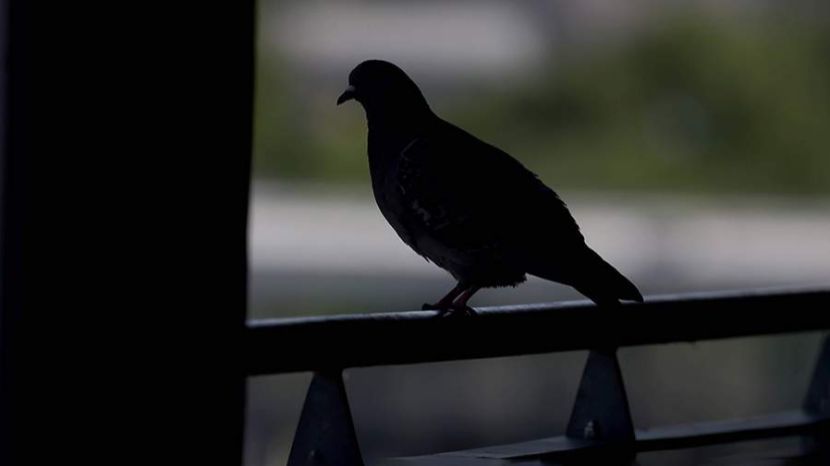 В России представили первых голубей-биодронов