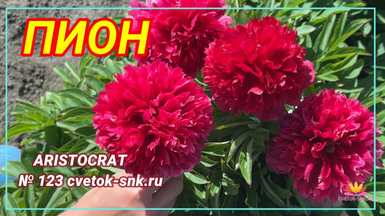 Пион "ARISTOCRAT"/Сад Ворошиловой